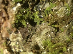 Dictyocatenulata alba