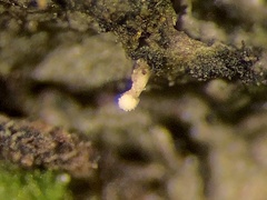Dictyocatenulata alba
