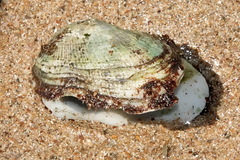 Barbatia