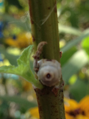 Ceroplastes cirripediformis