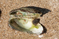 Barbatia