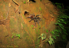 Lasiodora
