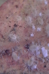 Rastrococcus namartini