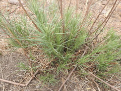 Vernonanthura nudiflora