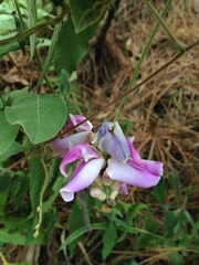 Canavalia septentrionalis