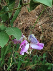 Canavalia septentrionalis