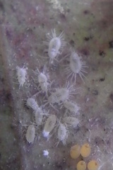 Rastrococcus namartini