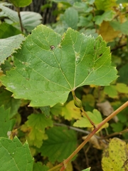 Neolasioptera vitinea