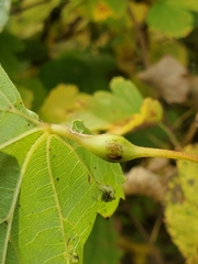 Neolasioptera vitinea