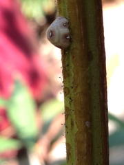 Ceroplastes cirripediformis