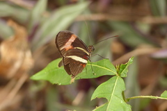Heliconius erato phyllis