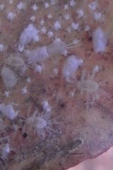 Rastrococcus namartini