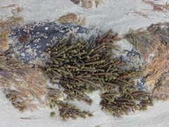 Splachnidium rugosum