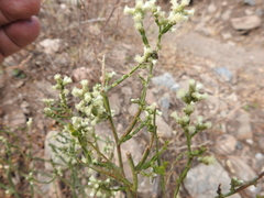 Baccharis articulata