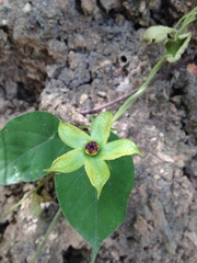 Gonolobus erianthus