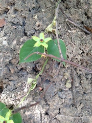Gonolobus erianthus