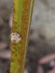 Ceroplastes cirripediformis