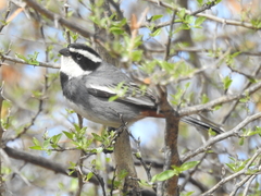 Microspingus torquatus