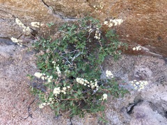 Holodiscus discolor glabrescens