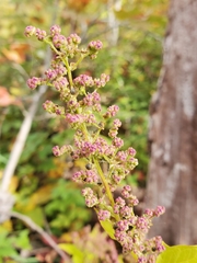 Chenopodiastrum simplex