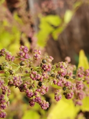 Chenopodiastrum simplex