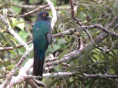 Trogon ramonianus