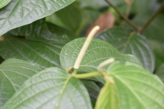 Piper hispidum