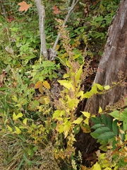 Chenopodiastrum simplex