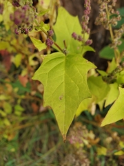 Chenopodiastrum simplex