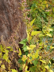 Chenopodiastrum simplex