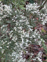 Eupatorium