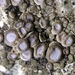 Grain-spored Lichens - Photo (c) Samuel Brinker, some rights reserved (CC BY-NC), uploaded by Samuel Brinker