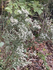 Eupatorium