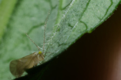 Xanthocaecilius quillayute