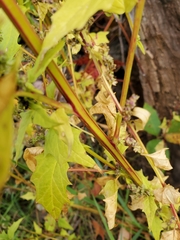 Chenopodiastrum simplex