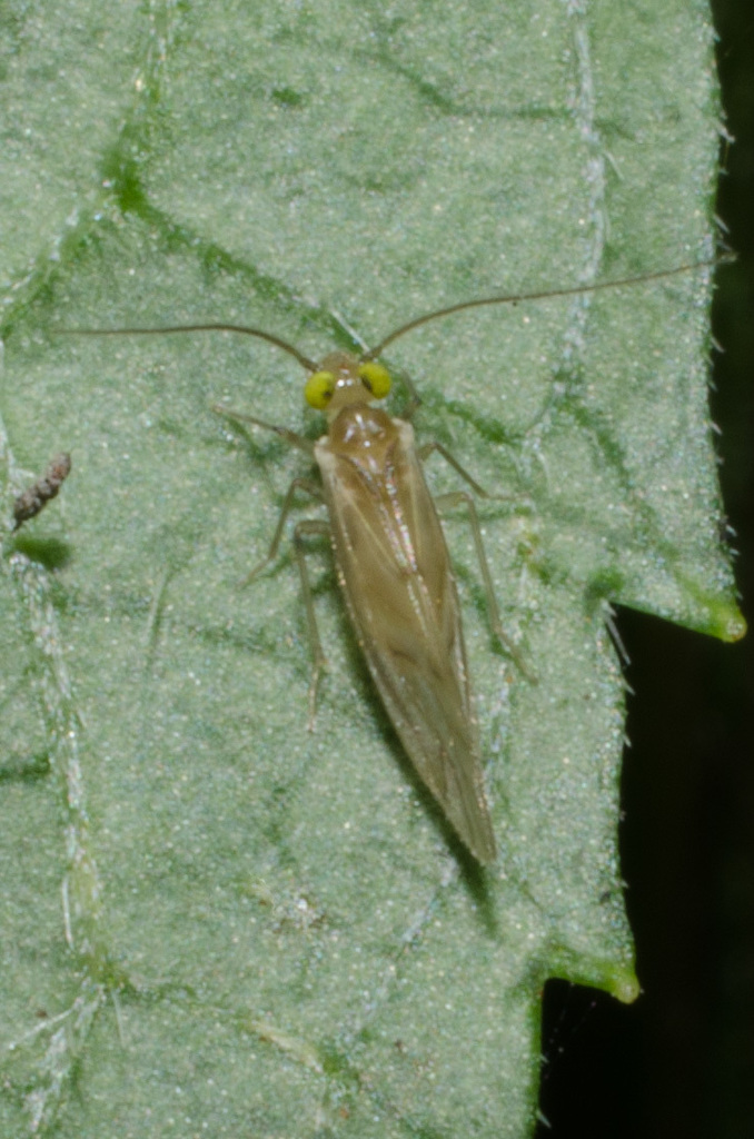 Paracaeciliidae