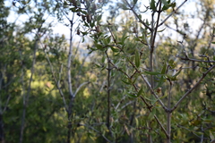 Fendlera rupicola falcata