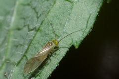 Xanthocaecilius quillayute