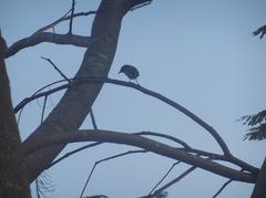 Todirostrum cinereum