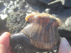 Calliactis parasitica