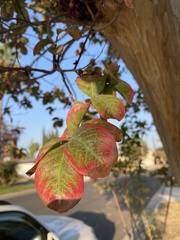 Euphorbia cotinifolia
