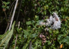Aristeguietia salvia
