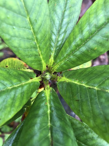 Rhododendron barbatum, photograph 4