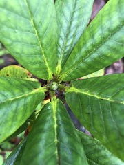 Rhododendron barbatum
