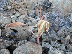 Calochortus persistens