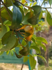 Heterixalus betsileo