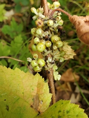 Cuscuta coryli