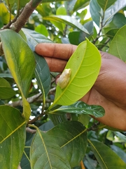 Heterixalus betsileo