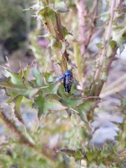 Buprestis confluenta
