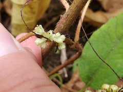 Cuscuta coryli